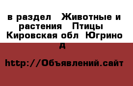  в раздел : Животные и растения » Птицы . Кировская обл.,Югрино д.